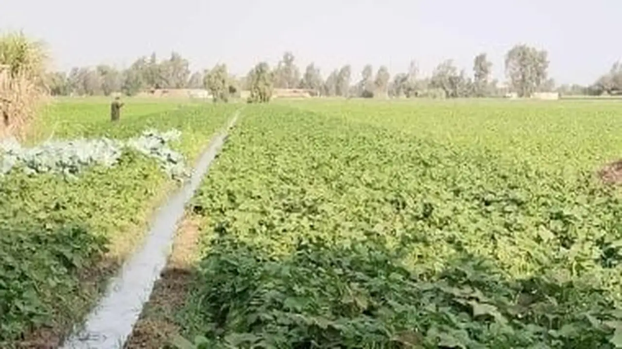 مصر تسجل صادرات الفاصوليا بأكثر من 110 آلاف طن هذا العام